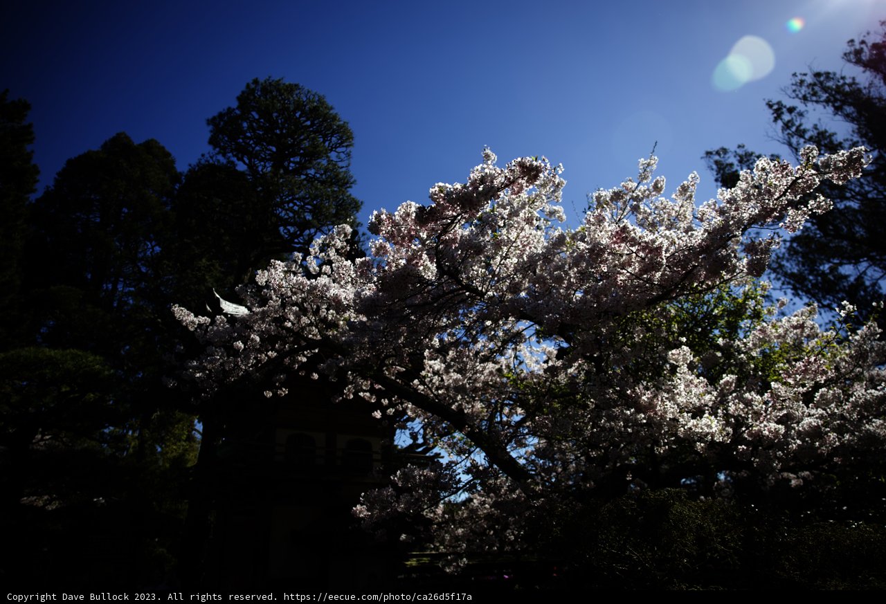Enchanting Cherry Blossoms at Kyoto Japanese Garden