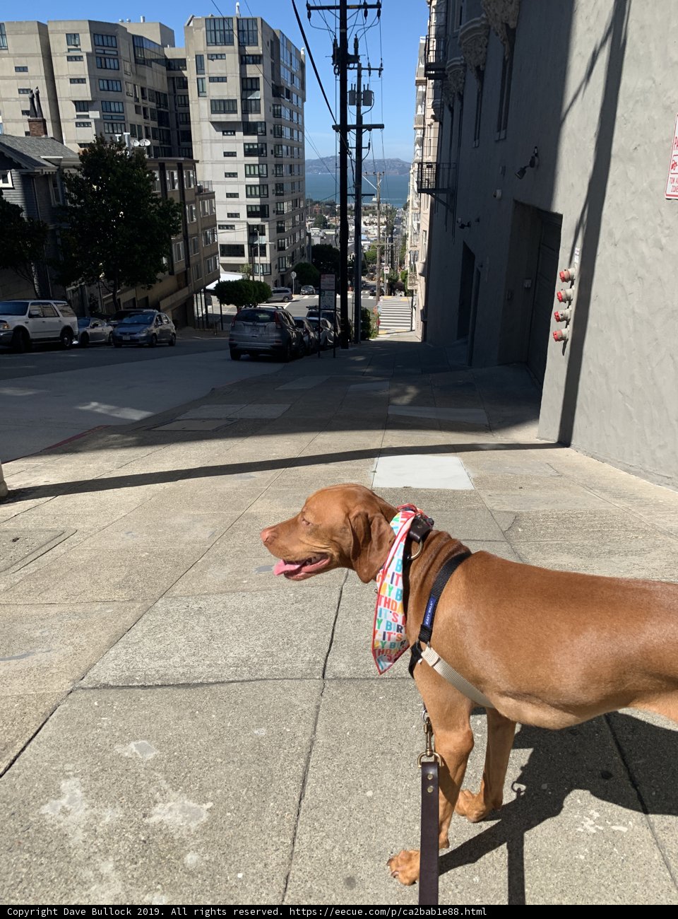 City Walk with My Four-Legged Friend