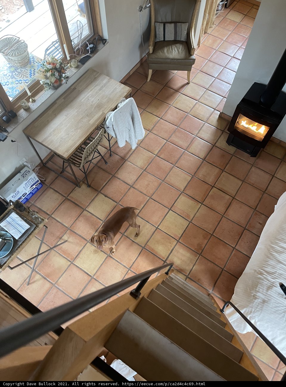 Furry Friend on Tiled Floor
