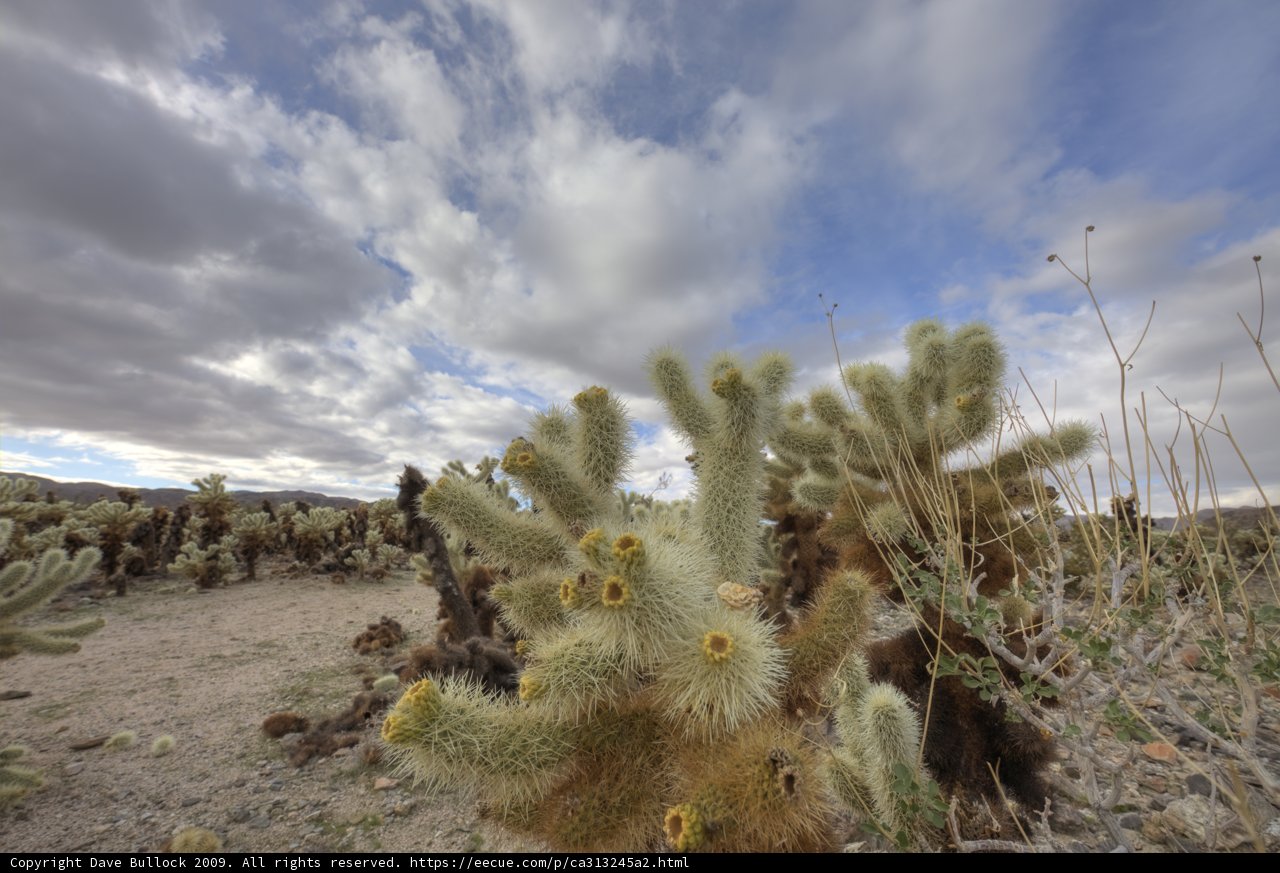Cloudy Skies over the Joshua Tree Desert