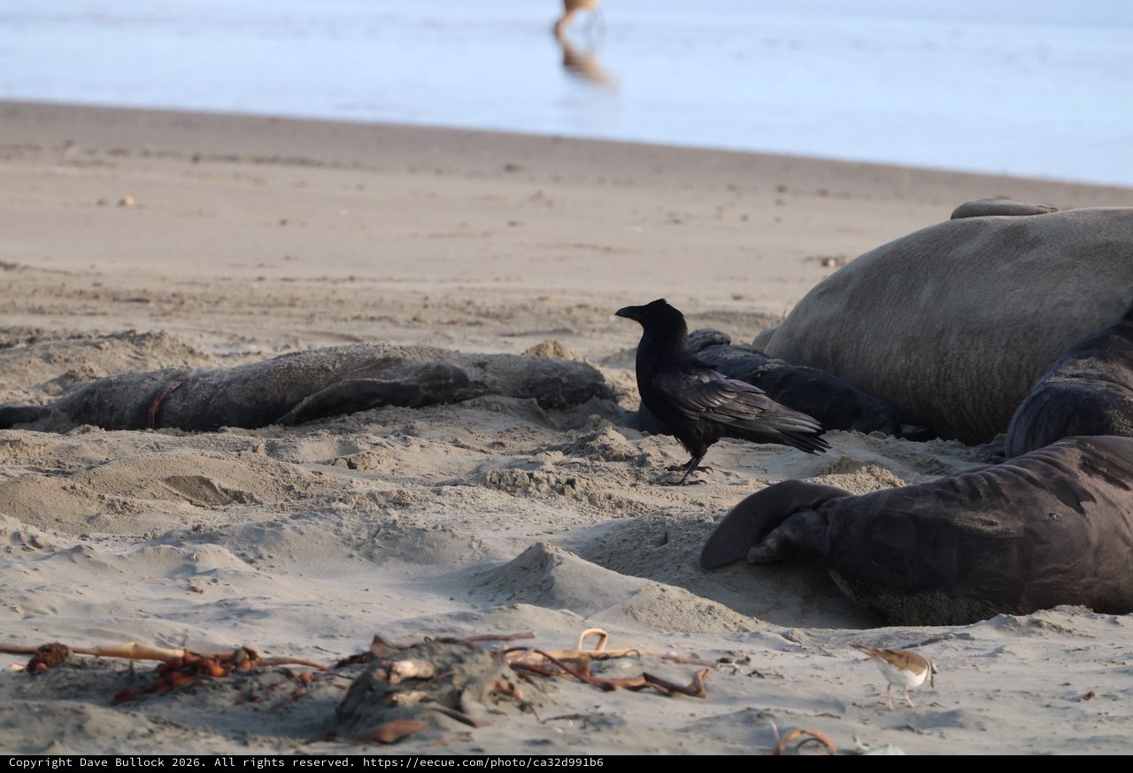 Crow Scavenging Among Elephant Seals on Sandy Beach