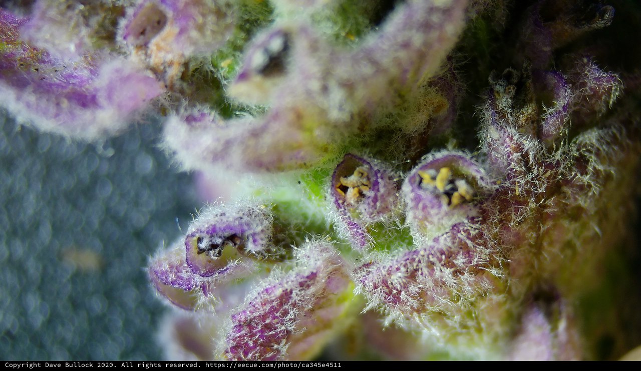 Extreme Macro: Purple Flower Pistils in Stunning Detail