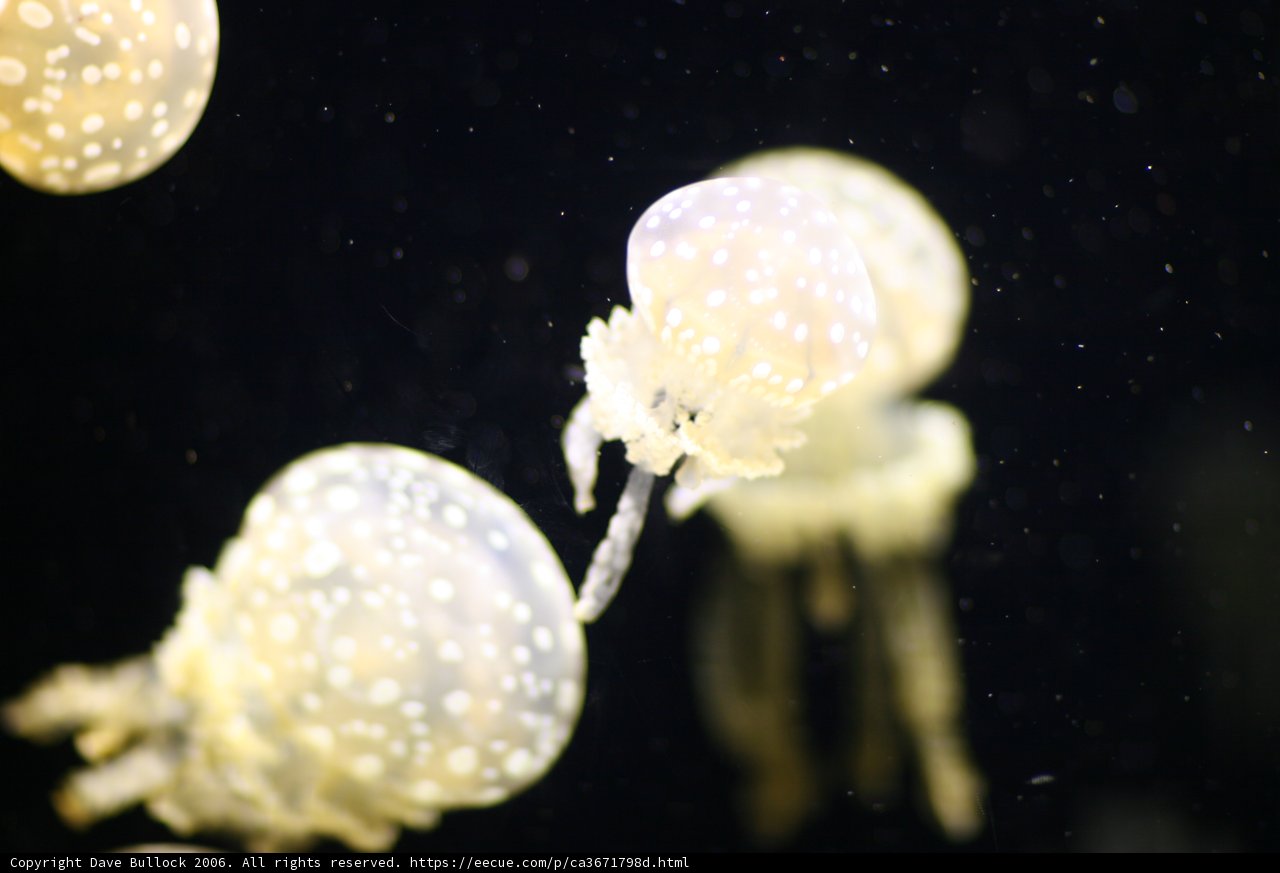 Mesmerizing Jellyfish in the Aquarium