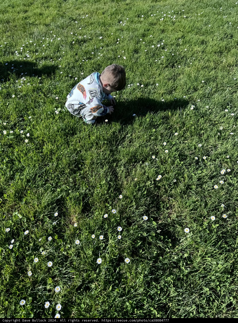 Nature's Innocence in Blooms