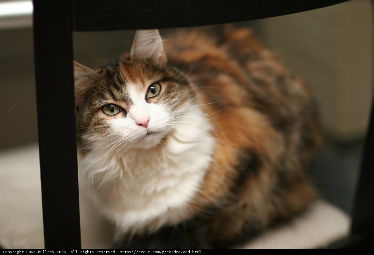 The Regal Manx