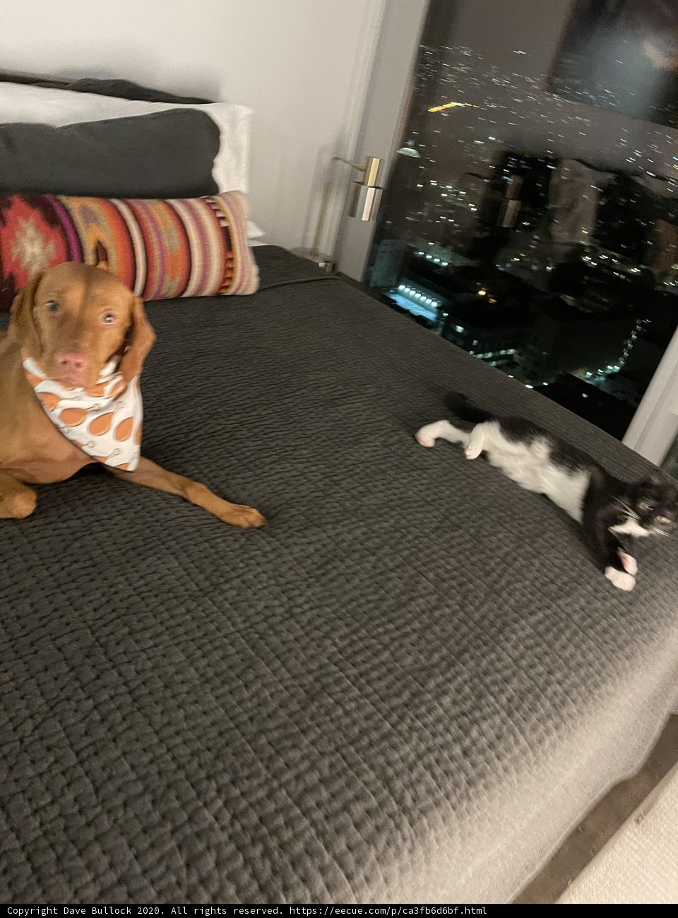 Furry Bedfellows