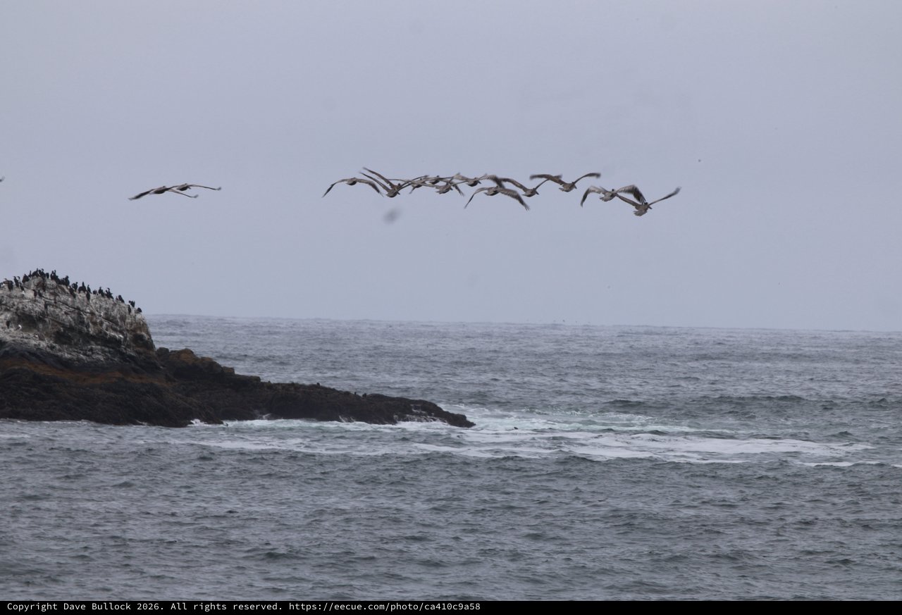 Pelicans Soaring Over Rugged Pacific Coastline