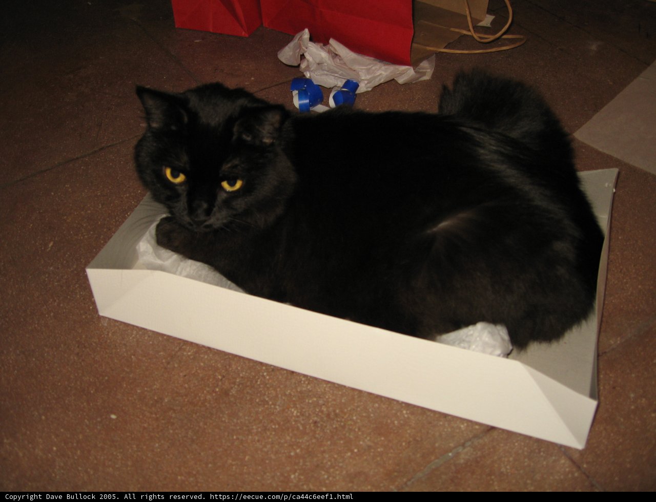 Resting in a Cozy Carton