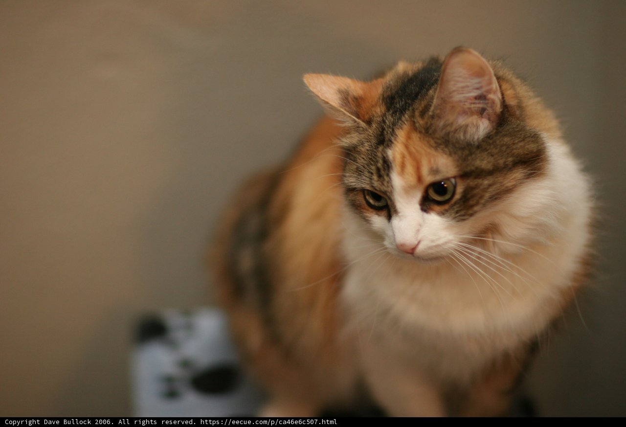 Feline Obsession