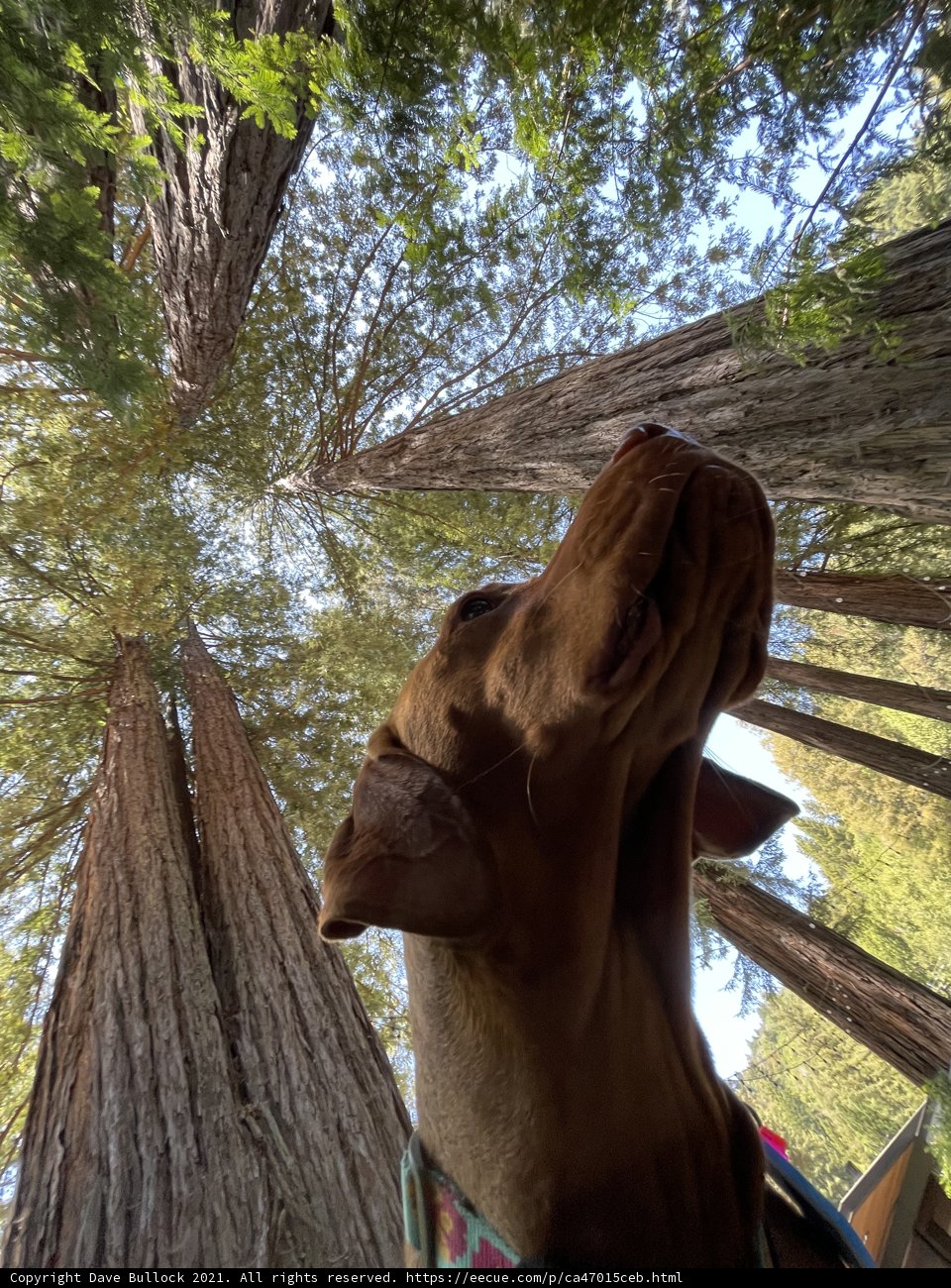 A Canine's Forest Adventure