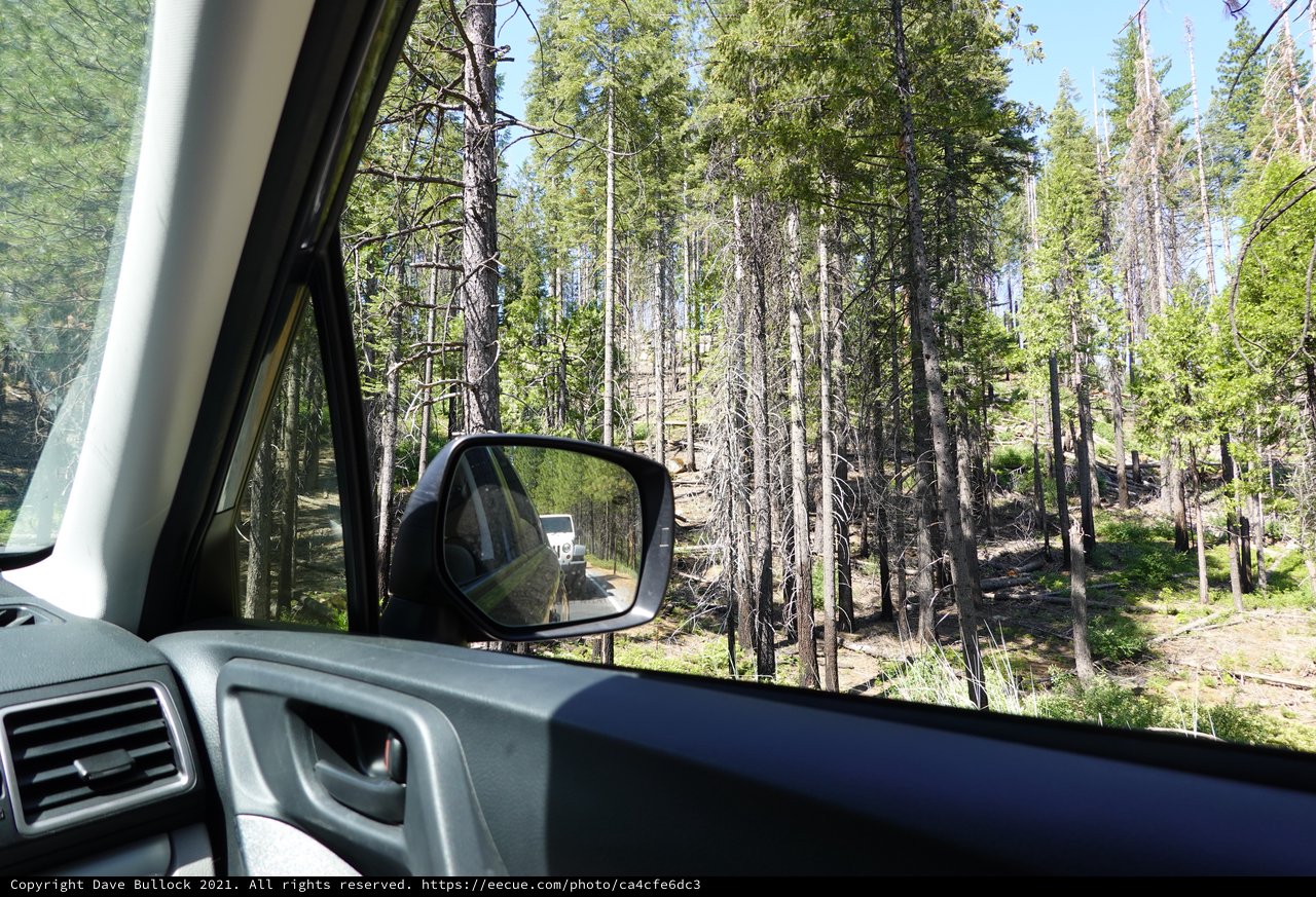 Forest Road Journey Through Burned Landscape