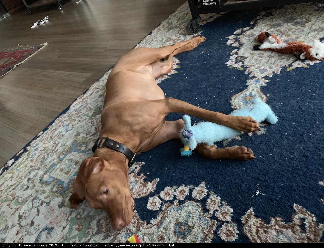 Relaxing with My Favorite Toy
