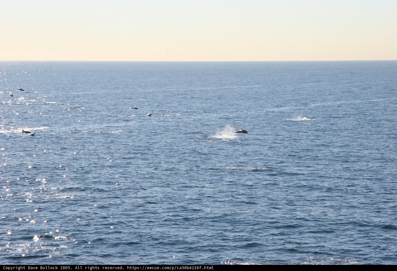 Majestic Whales Swimming Near Shoreline