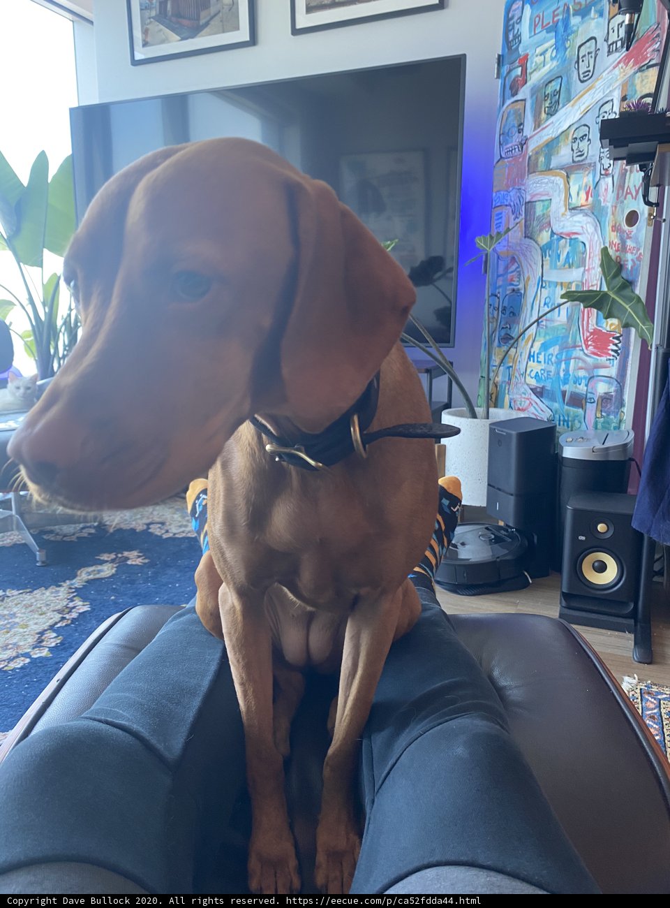Man's Best Friend