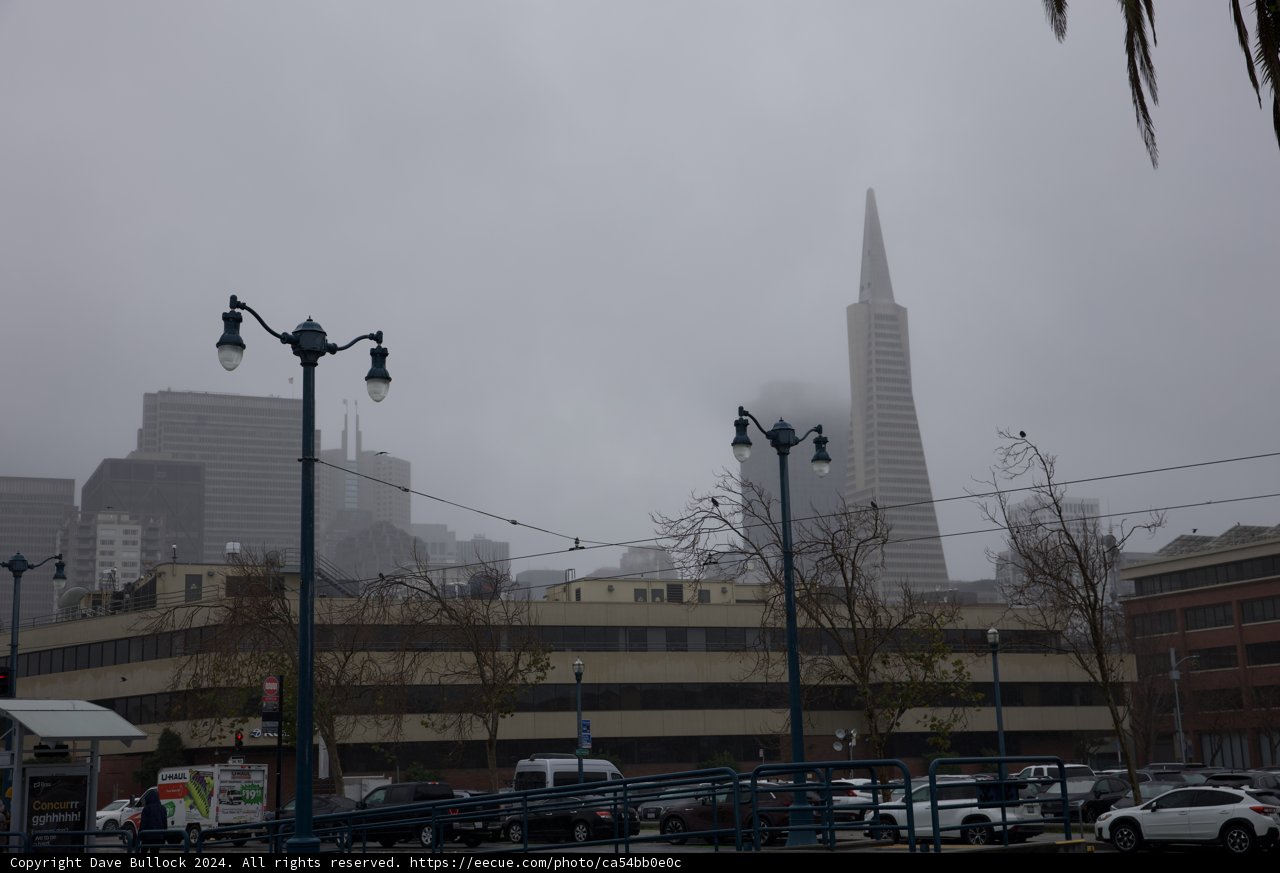 Glimpse of The Urban Jungle