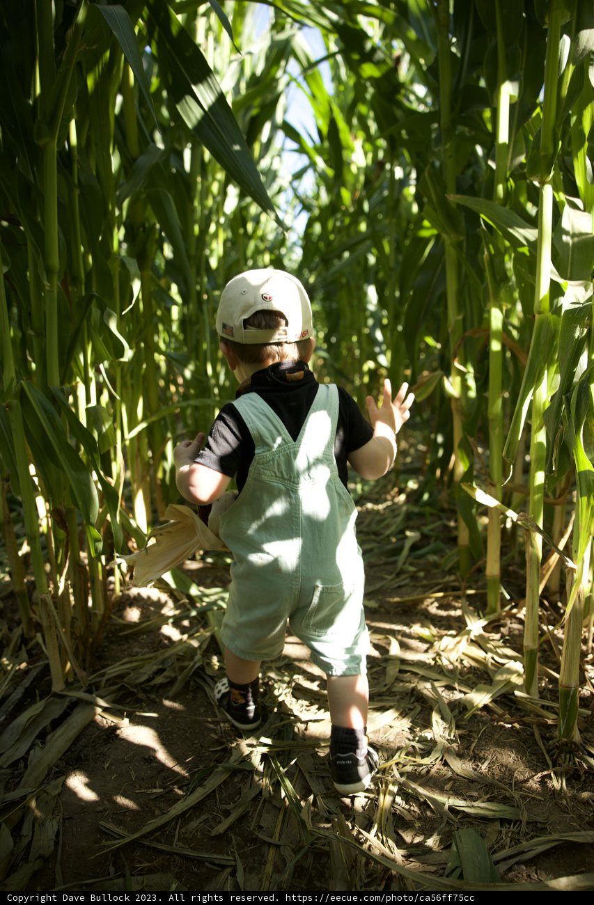 The Young Explorer on the Track: A Day with Wesley Metzgar in Corn Fields