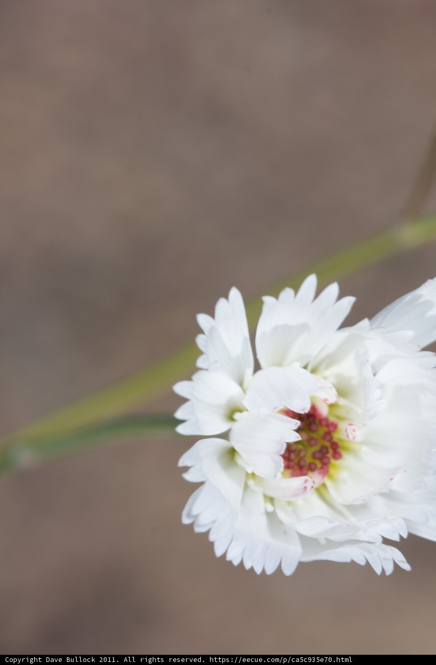 White Daisy Blossom