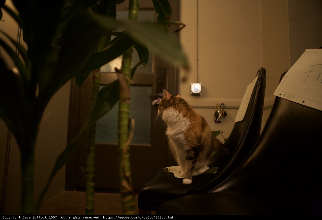 Feline Lounging