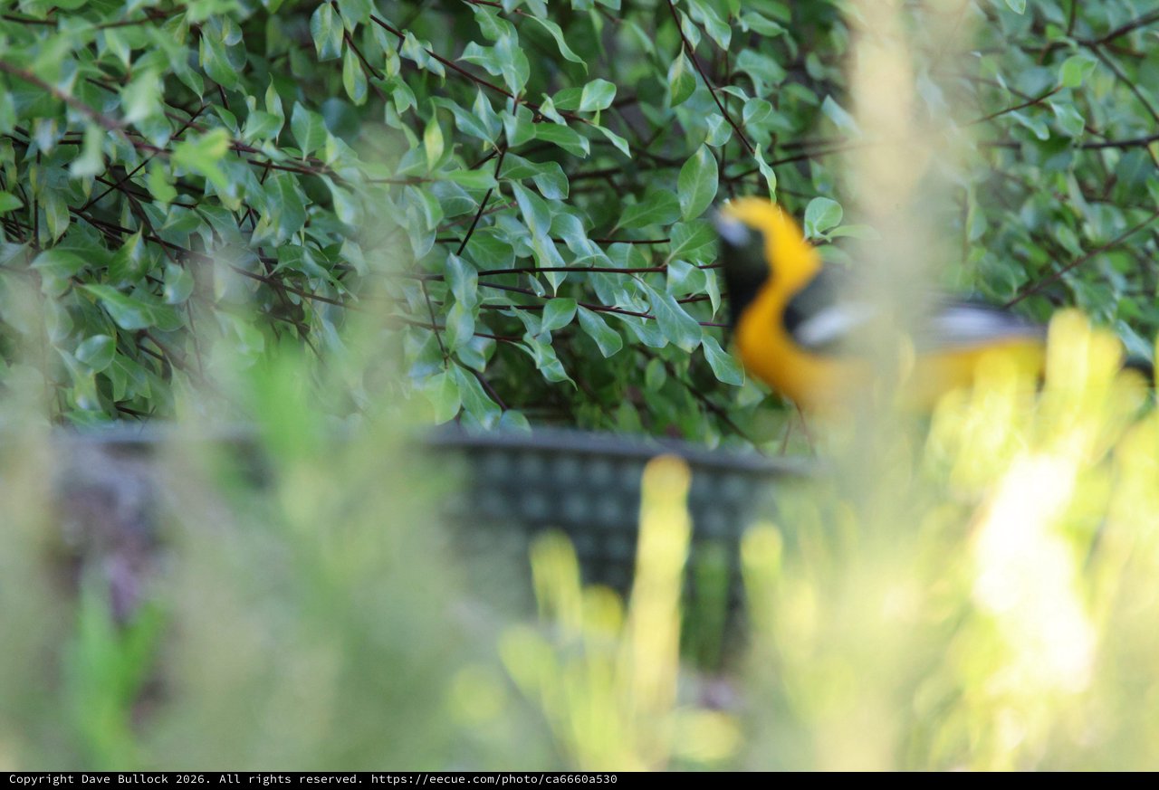 Hooded Oriole Perched Among Dense Green Foliage