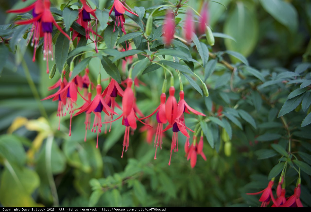 Fragrant Fuchsias in Full Bloom