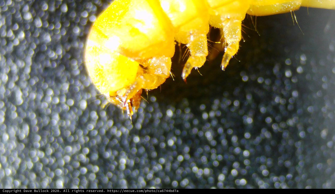 Extreme Macro: Yellow Spider Clinging to Surface