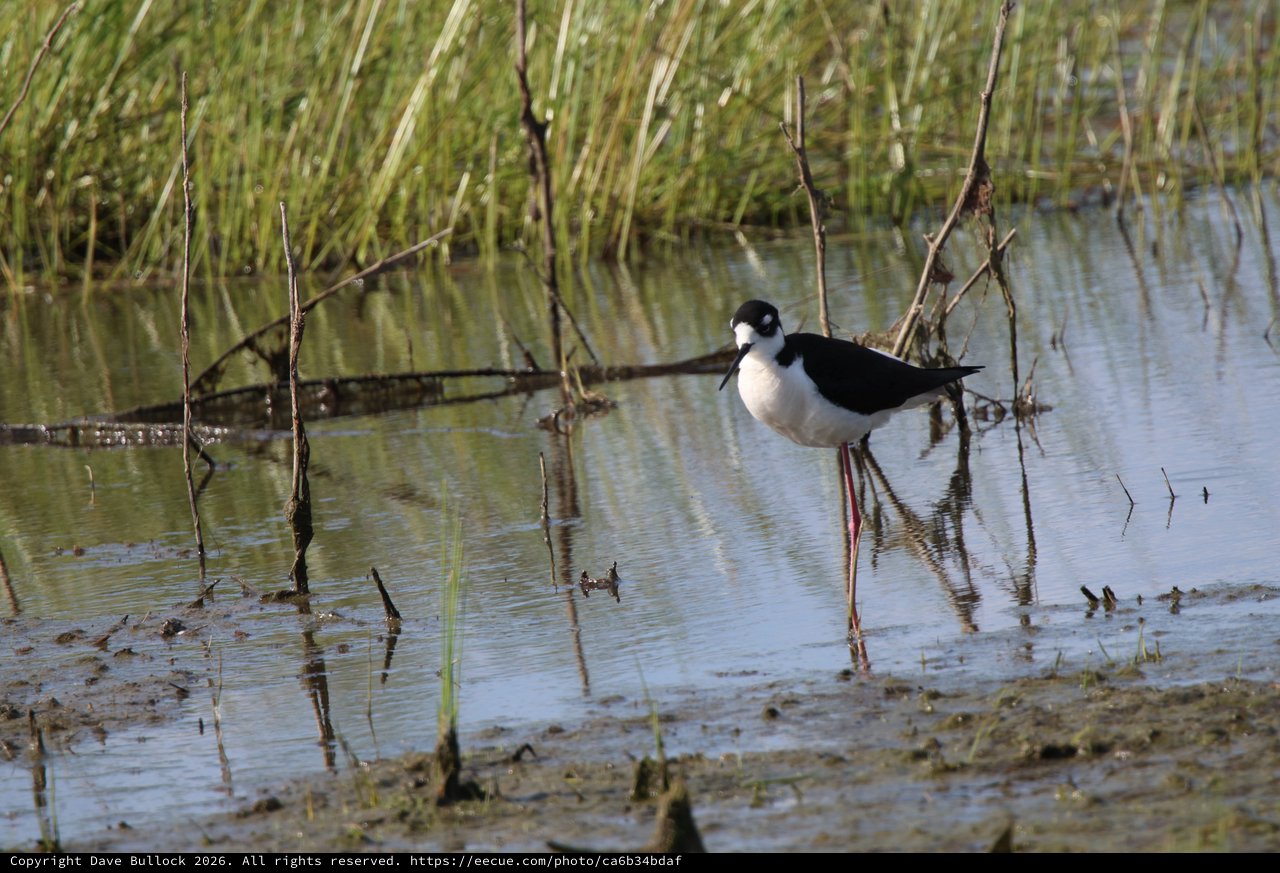 Black-necked Stilt Wading in Shallow Wetland Waters
