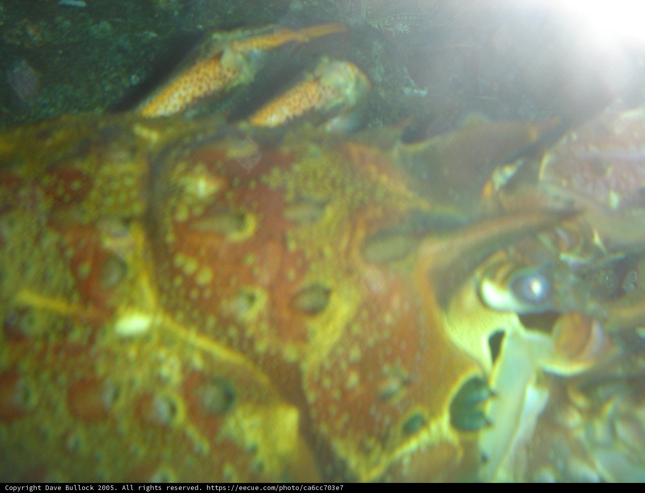 Peek-a-Boo Lobster