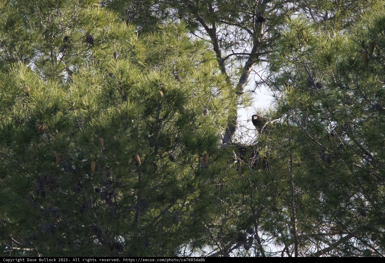 Feathered Serenity in El Sereno: December 2023
