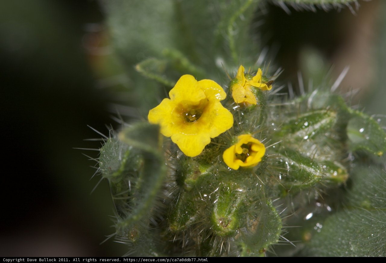 Tiny Yellow Bloom