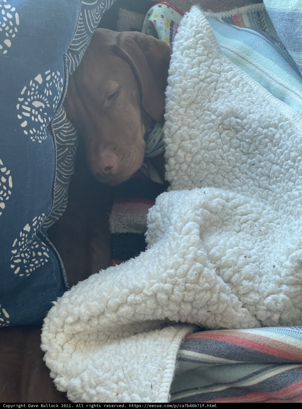 Cozy naptime for furry friend