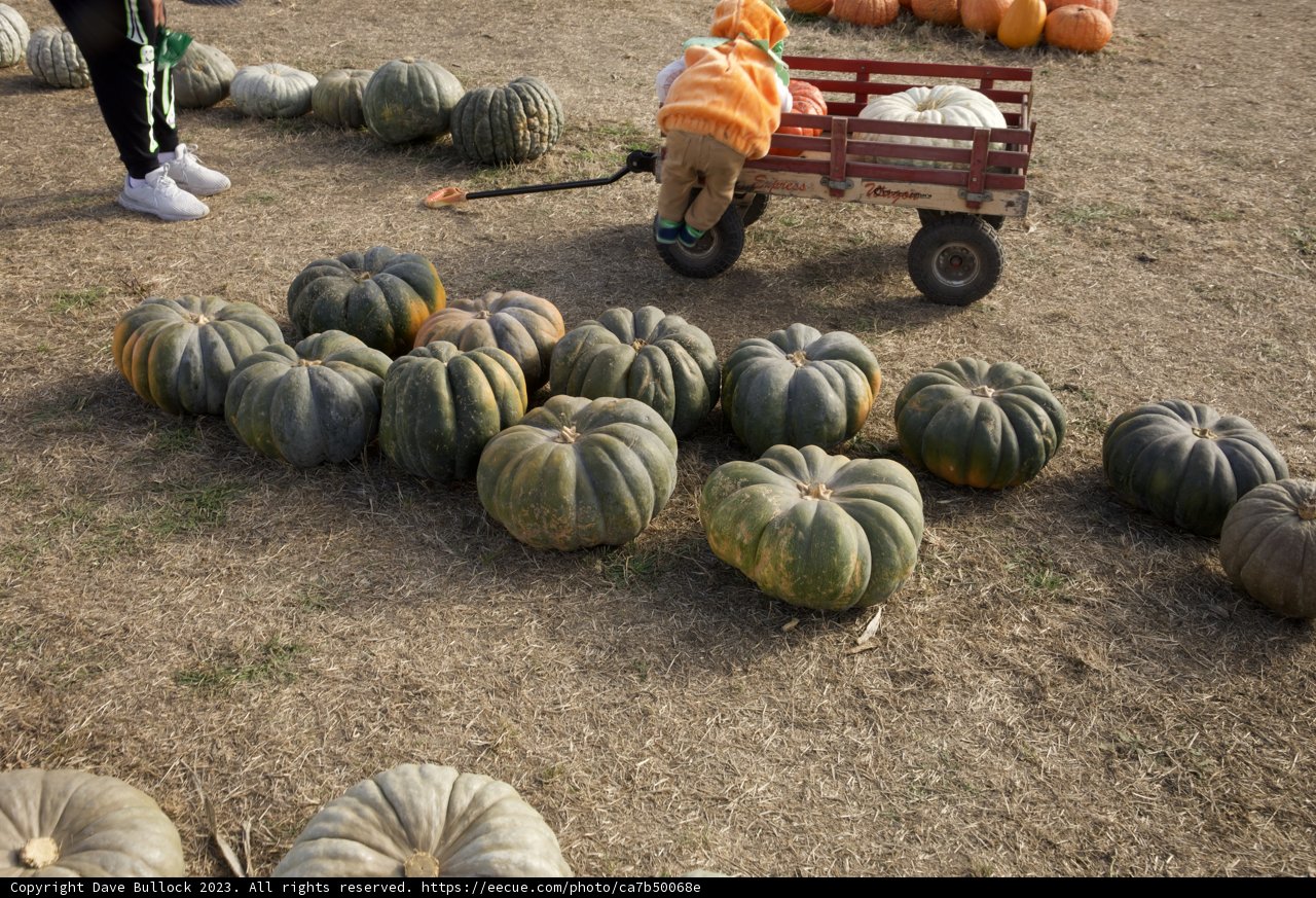 Harvest Hues - A Pumpkin Patch Adventure
