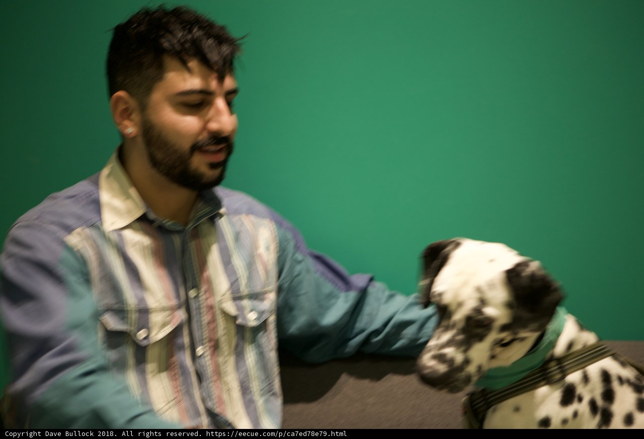 Man and his Dalmatian