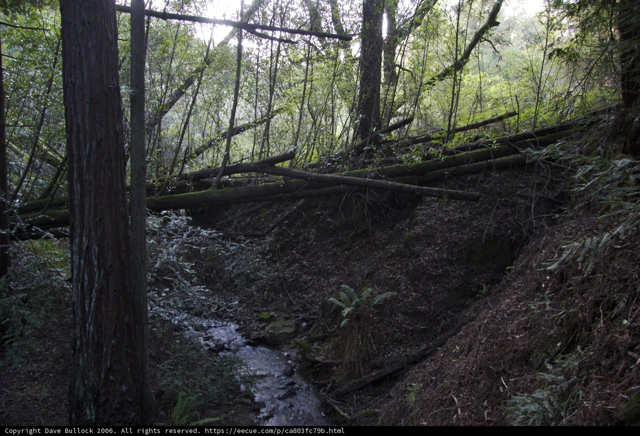 Serene Stream in the Woodlands
