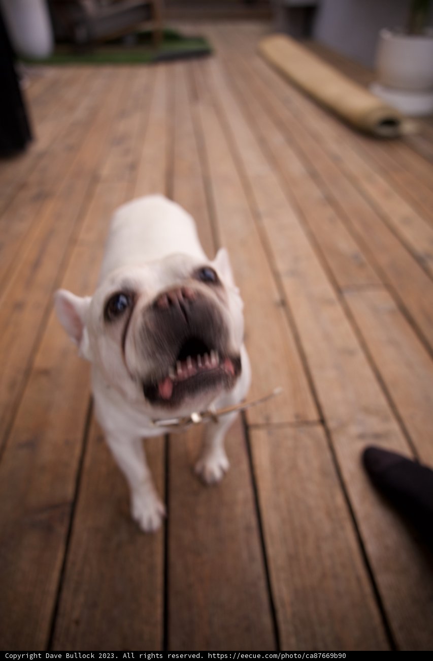A Bulldog's Domain