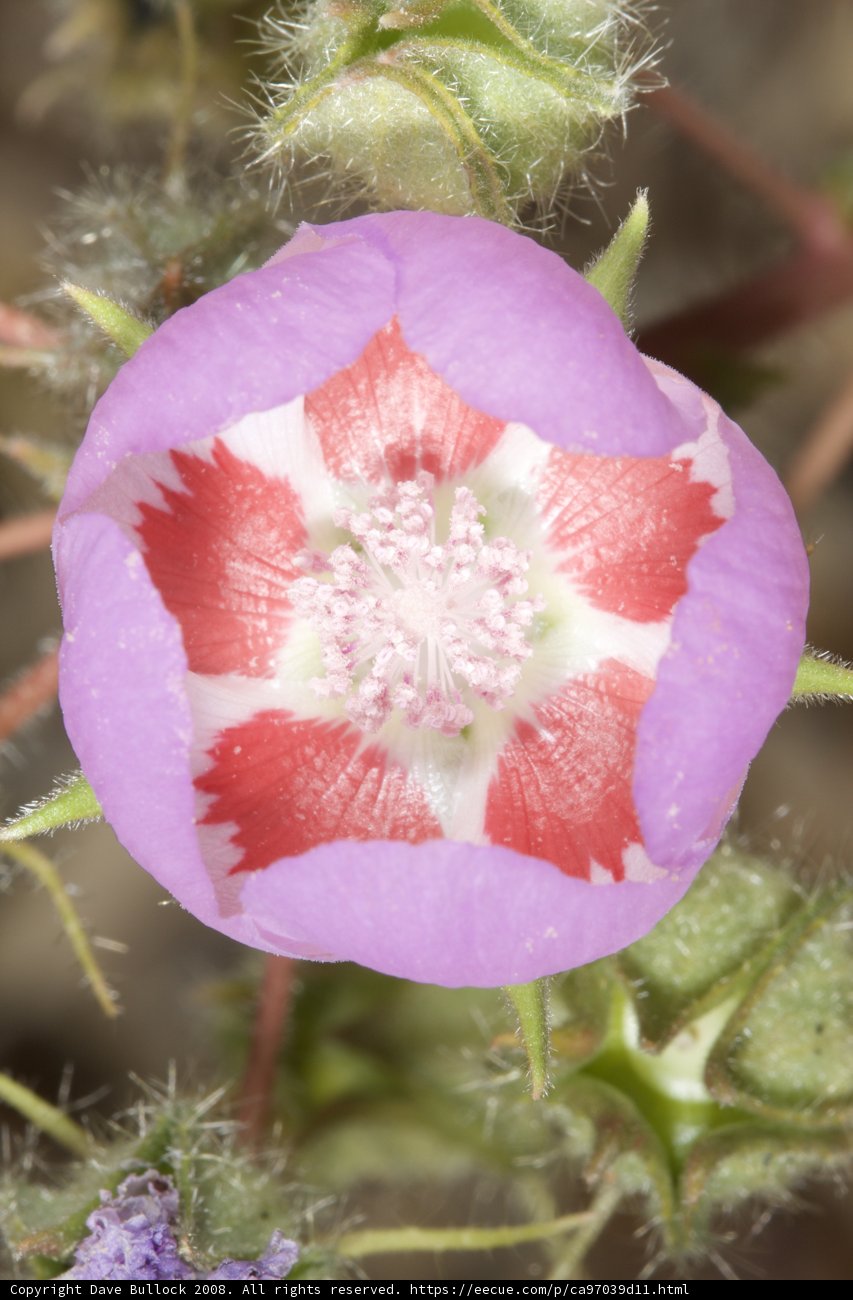 Pink and White Geranium Flower with Red Center