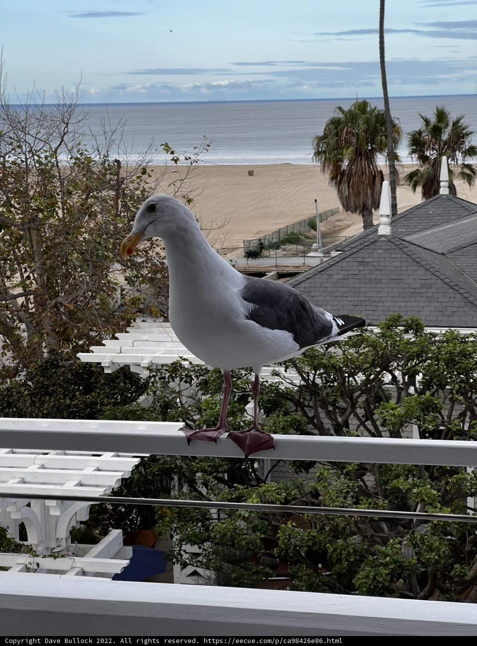 Seagull's View
