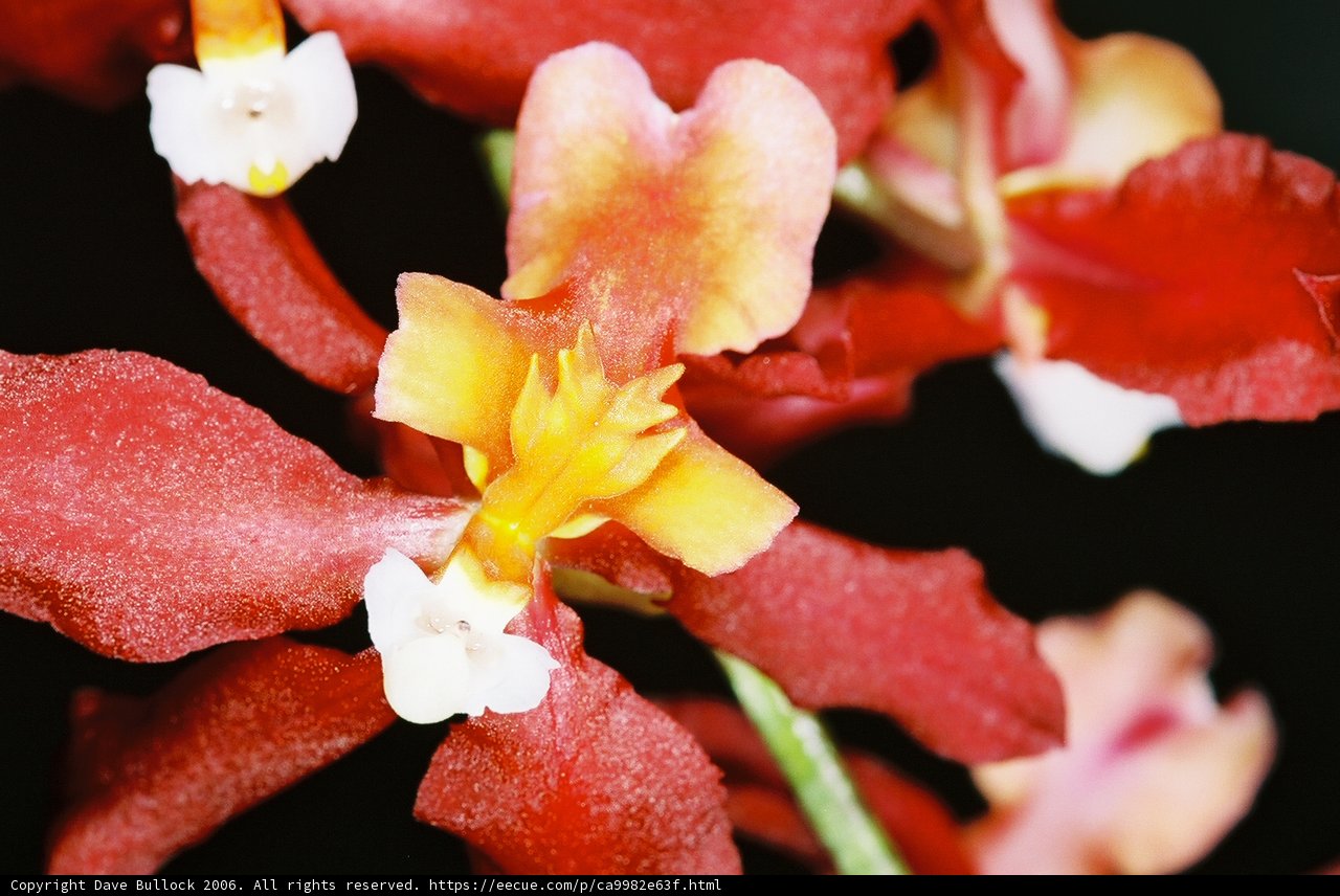 Beauty in Bloom