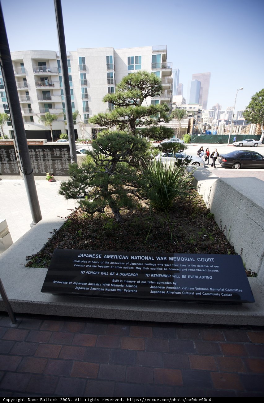 A Serene Bonsai in the Heart of the City