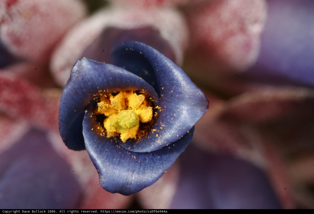 Blue Beauty
