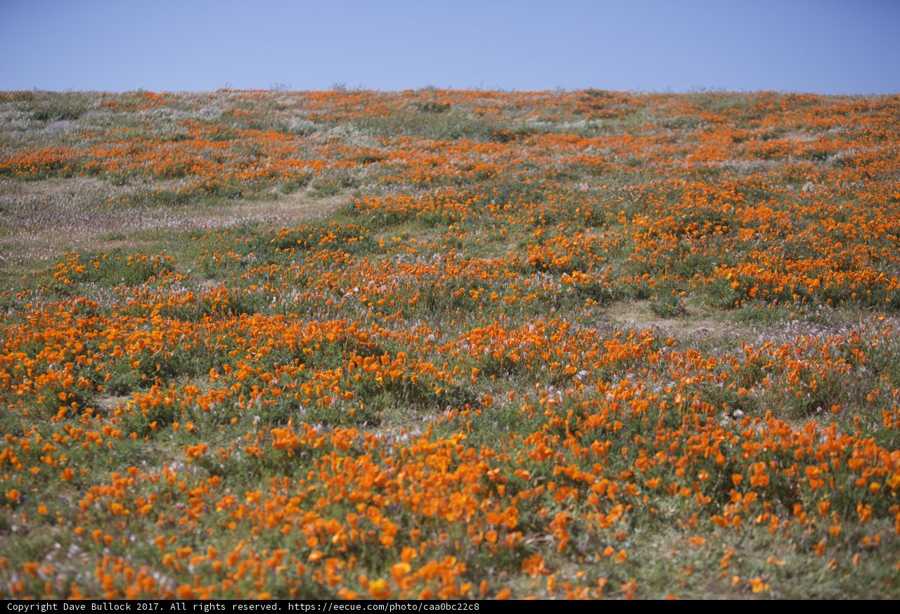 Orange Bloom Blanketing the Countryside