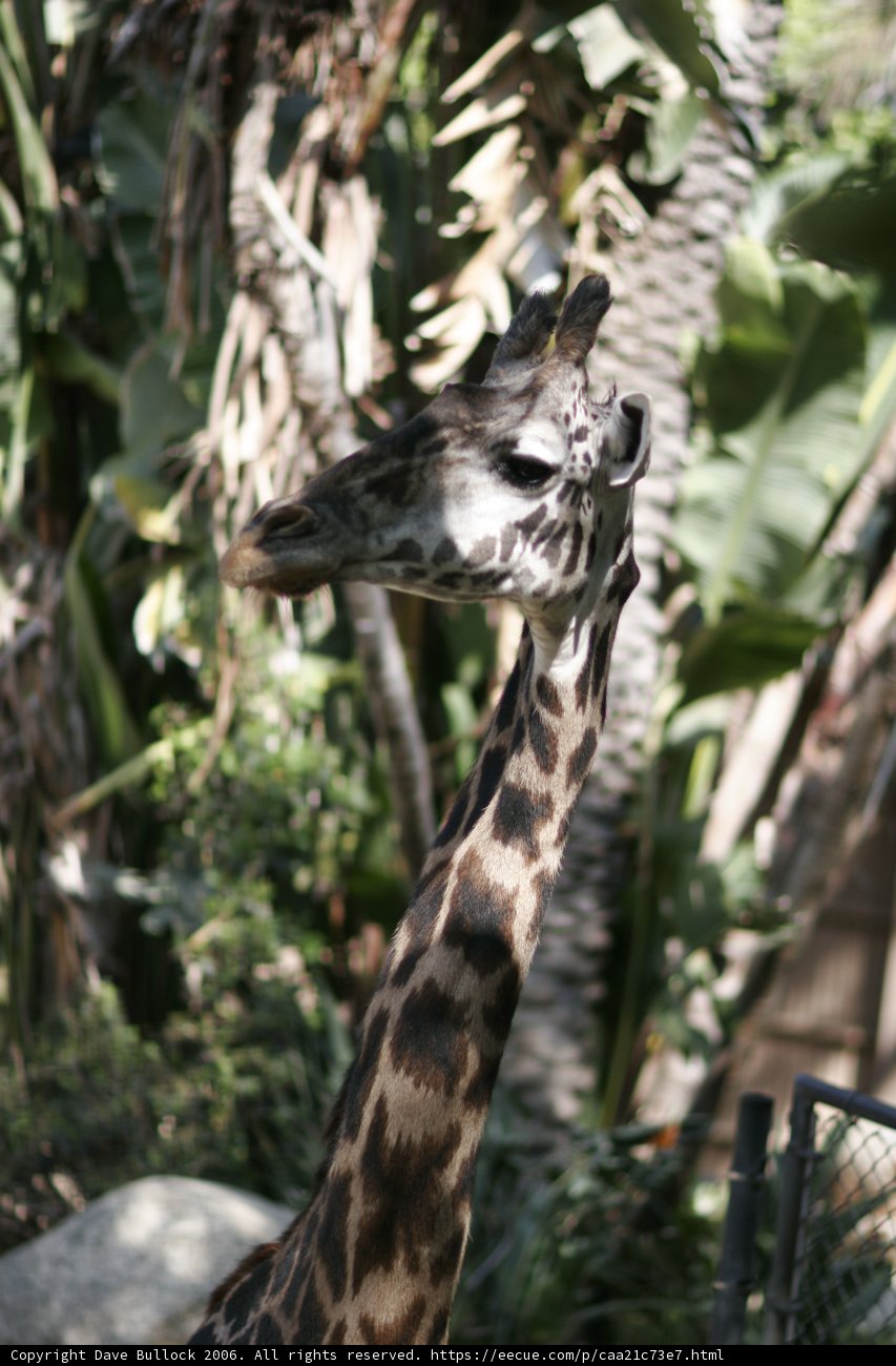 Majestic Giraffe in the Zoo