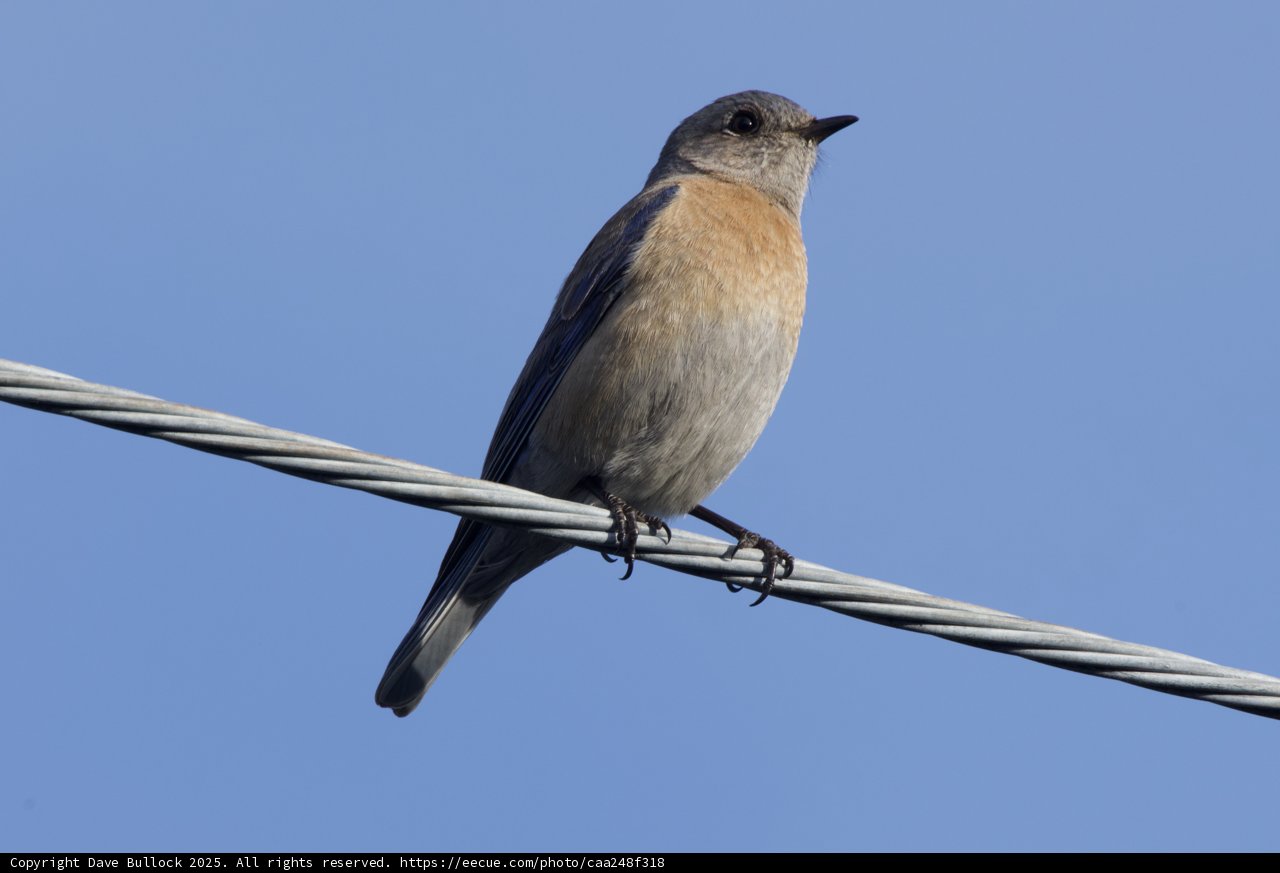 Perched Elegance