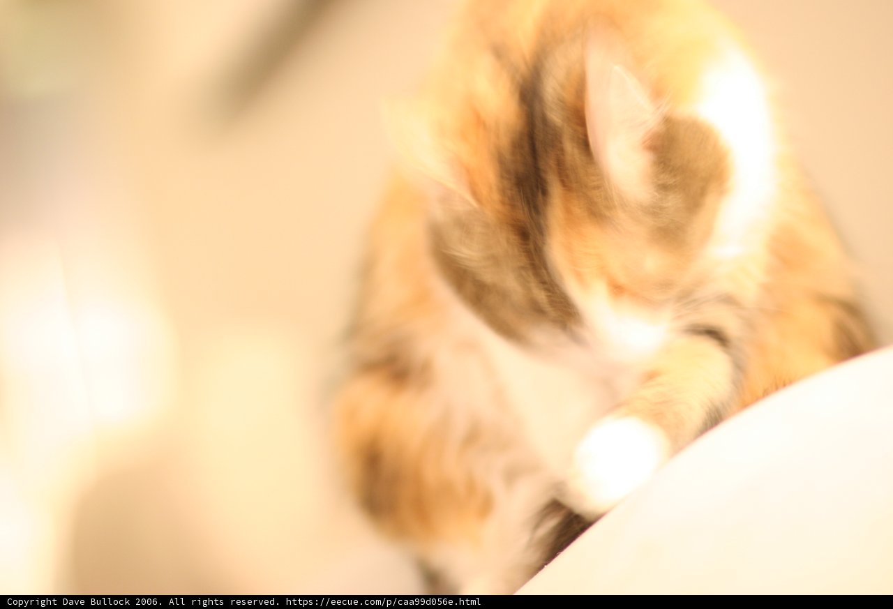 Feline in Motion