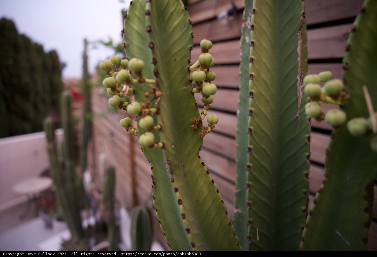 Prickly Beauty in LA, 2023