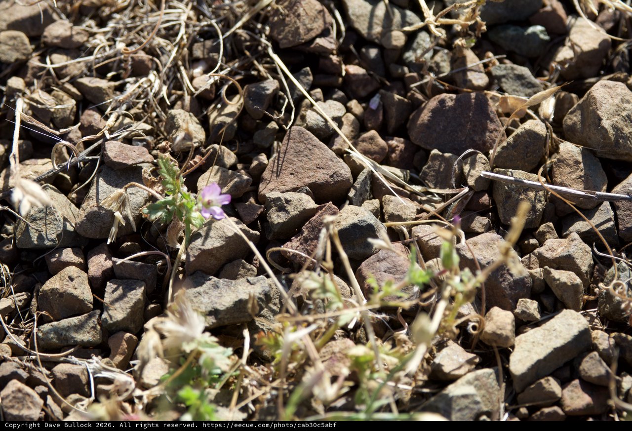 Resilient Wildflower Blooms Among Rocky Desert Terrain