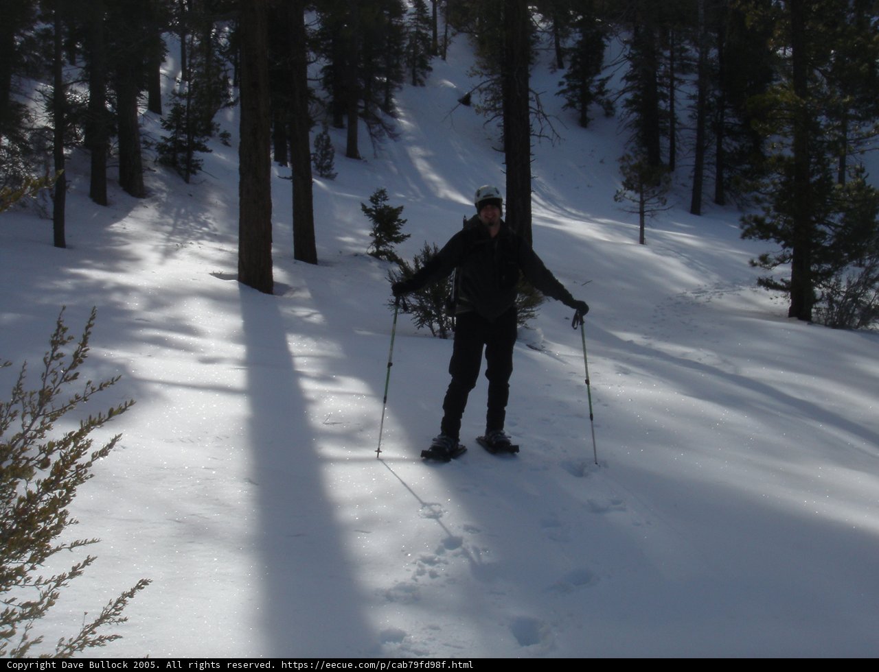 Skiing through the Evergreens