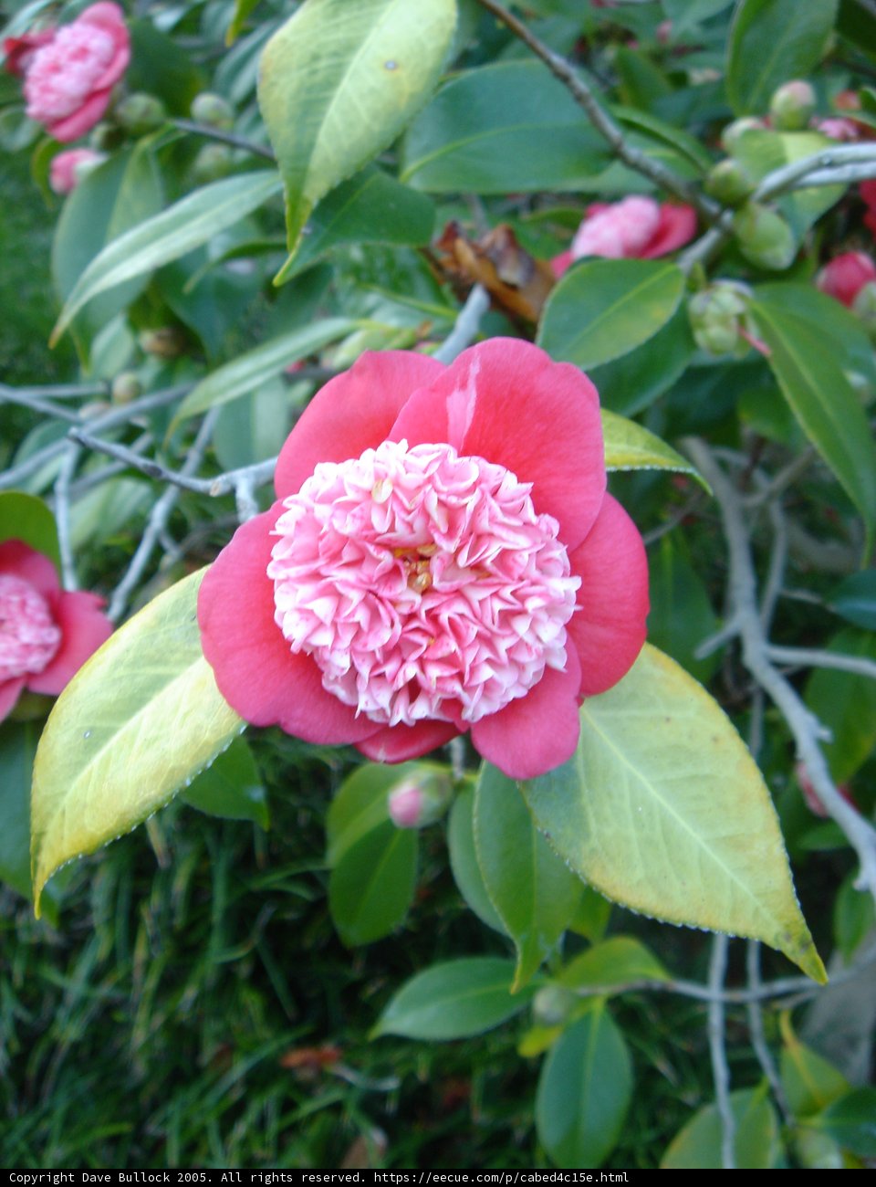 Pink Beauty