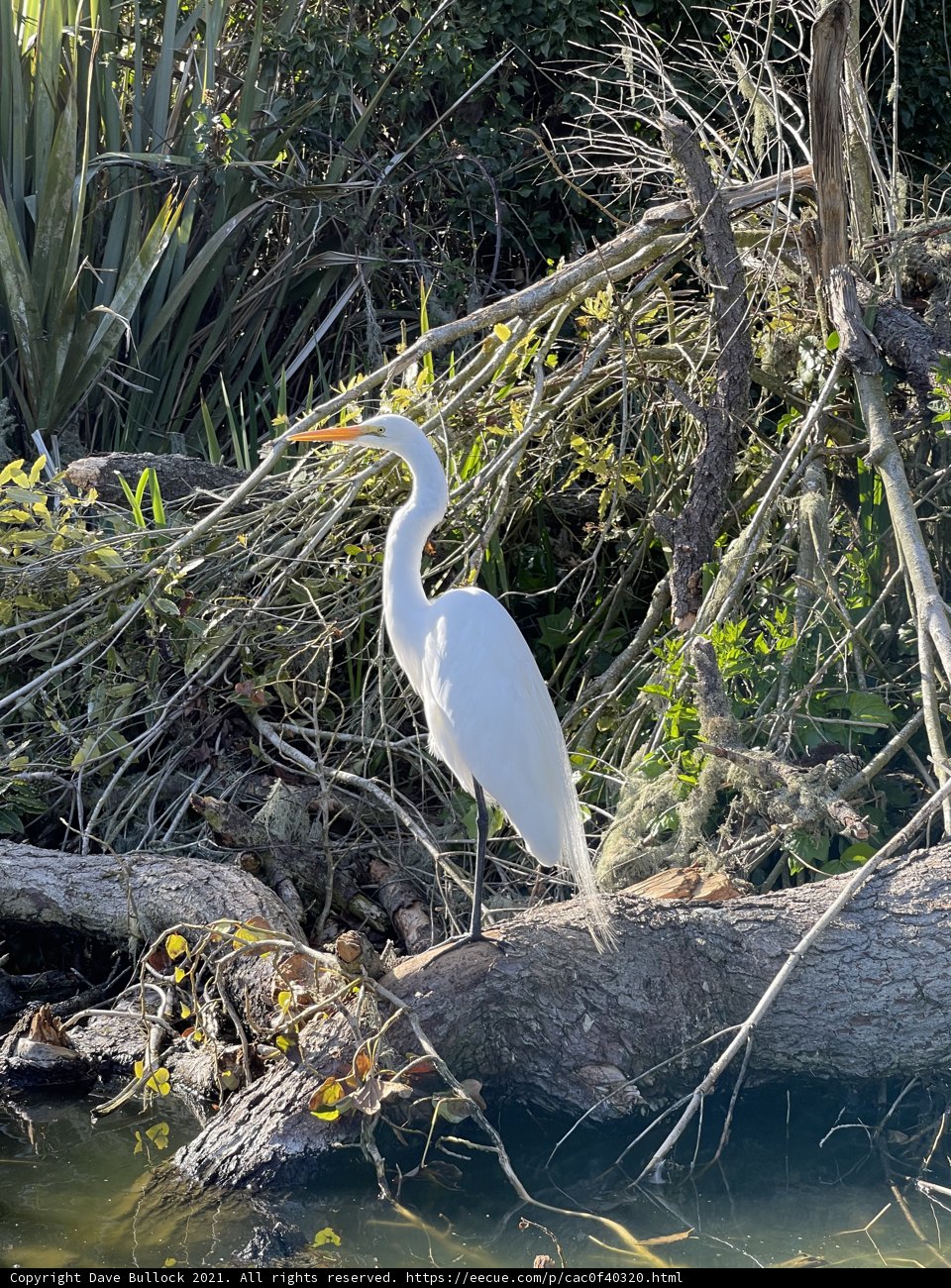 Majestic Heron on a Fallen Branch