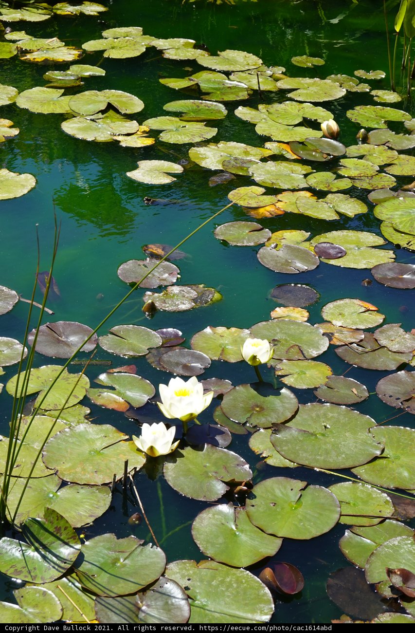 Serenity in Bloom