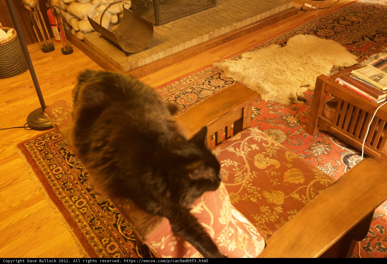 Regal Cat on the Hardwood Chair